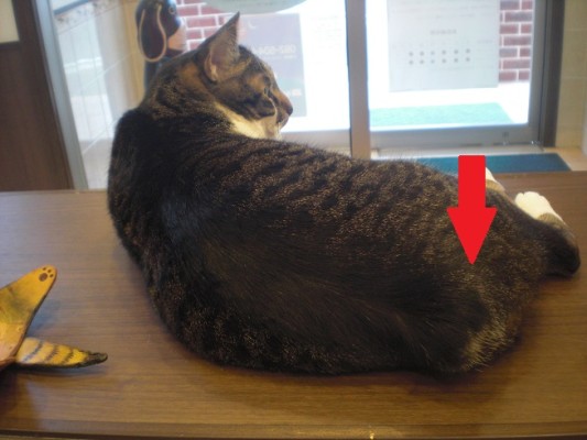 CIMG2779 - コピー