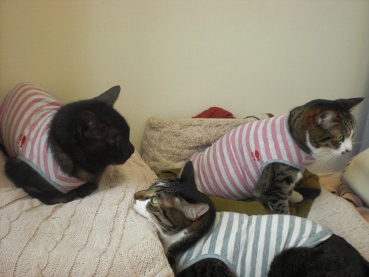 CIMG6891 - コピー