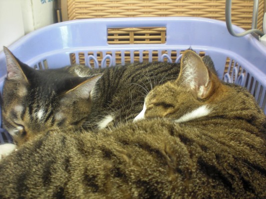 CIMG7200 - コピー